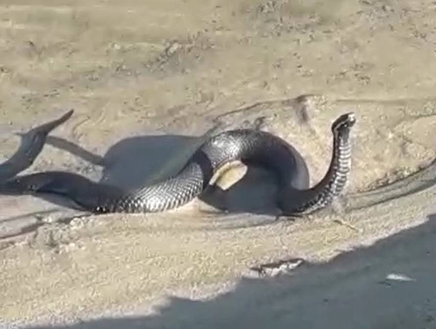 Ivanić Grad: 'Zmijurina nas je gledala, neki su se blizu kupali'