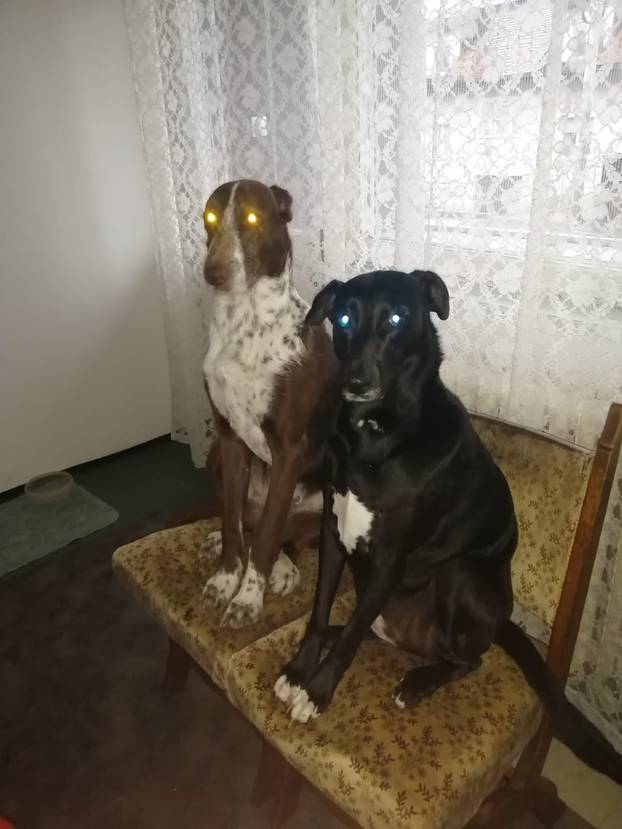 SUPER FOTKE vaših ljubimaca! Neki bi mogli biti viralni hit, ali svi su jednostavno neodoljivi