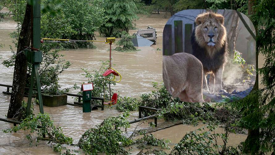 Lavovi, tigar i jaguar uopće nisu pobjegli iz svojih kaveza