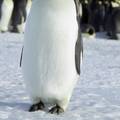 Znanstvenici riješili zagonetku zašto pingvini ne mogu letjeti