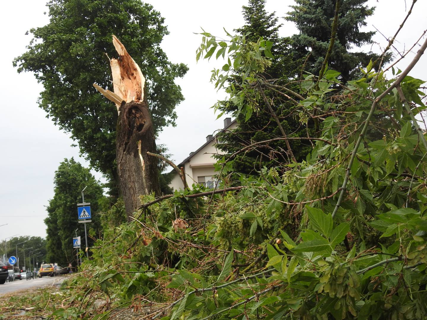 Strašno nevrijeme poharalo i Koprivnicu: Vjetar čupao i lomio stabla, nastala ogromna šteta