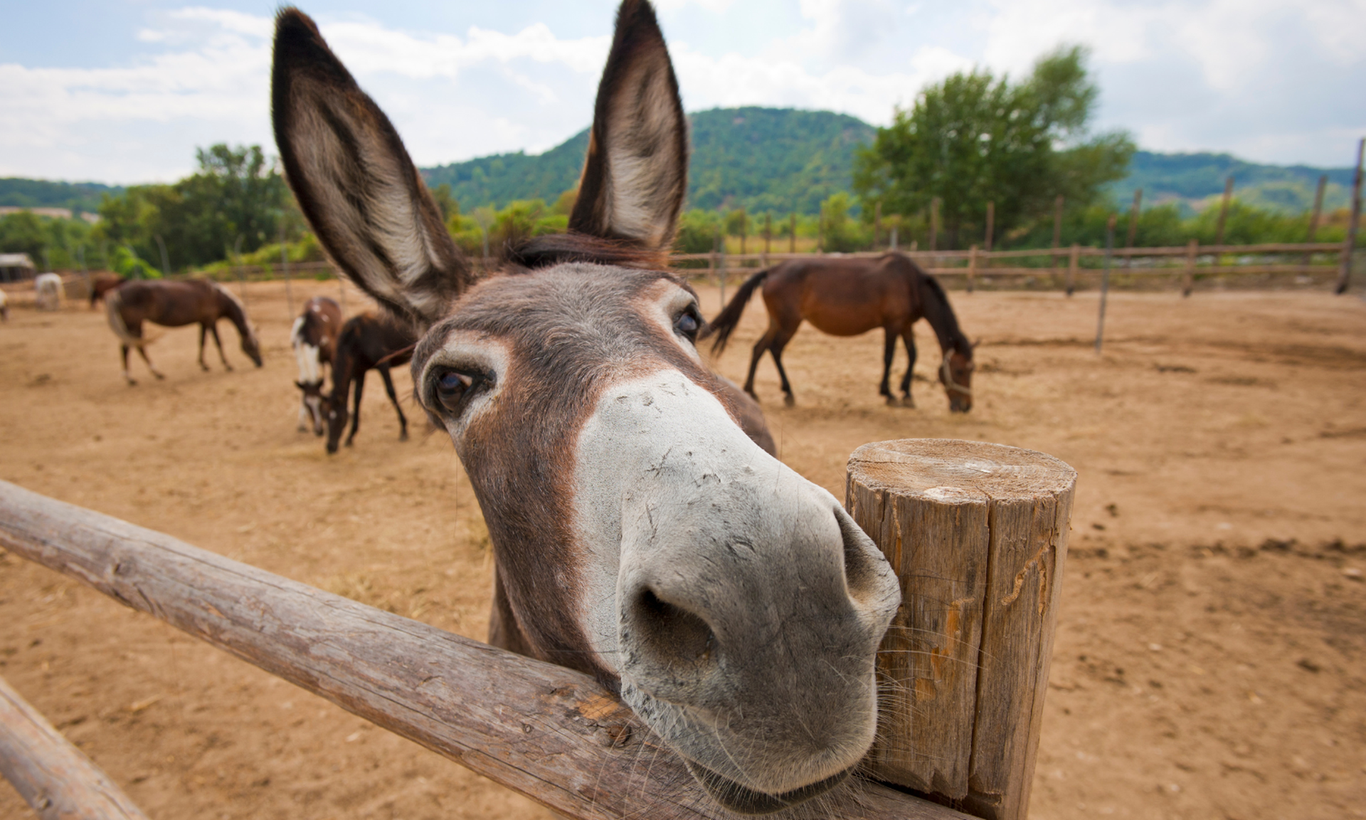 FOTO Od ukletih kuća i demona do magarca u kadi: Najbizarniji zakoni koji i danas prkose logici