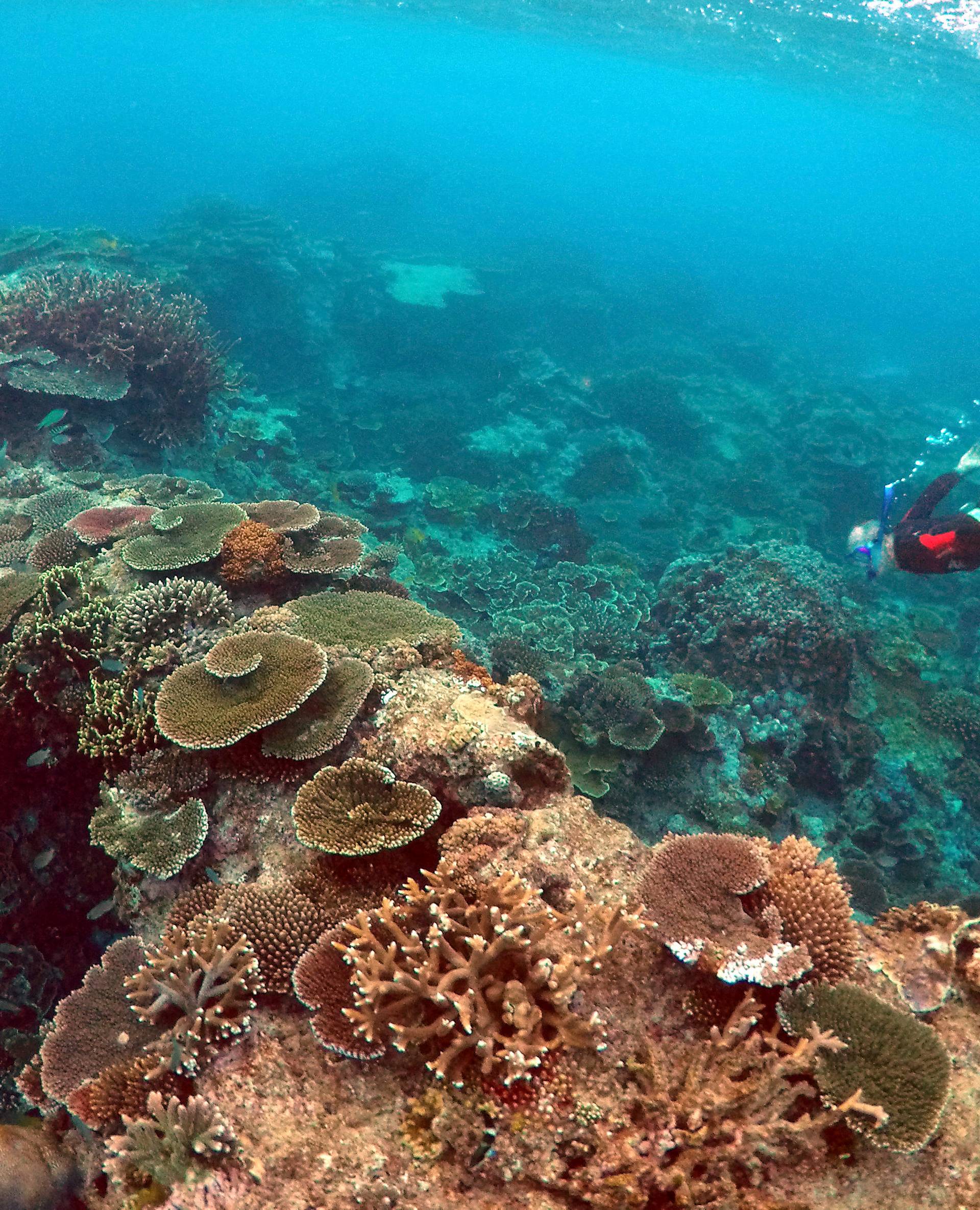 Peter Gash, owner and manager of the Lady Elliot Island Eco Resort, snorkels during an inspection of the reef's condition in an area called the 'Coral Gardens' located at Lady Elliot Island and north-east from the town of Bundaberg in Queensland