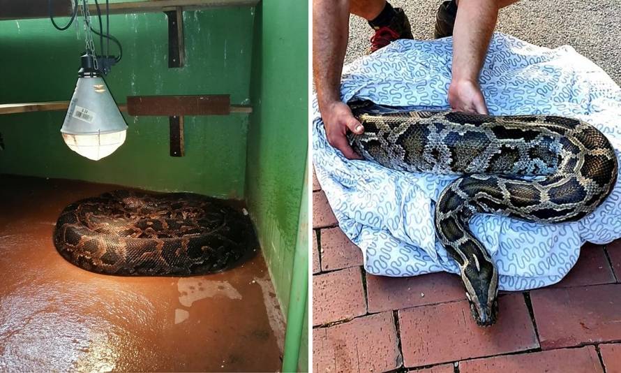 Piton Biggie se, nakon života sa zagrebačkim dilerom, udomaćio u Zoološkom i čeka veći dom