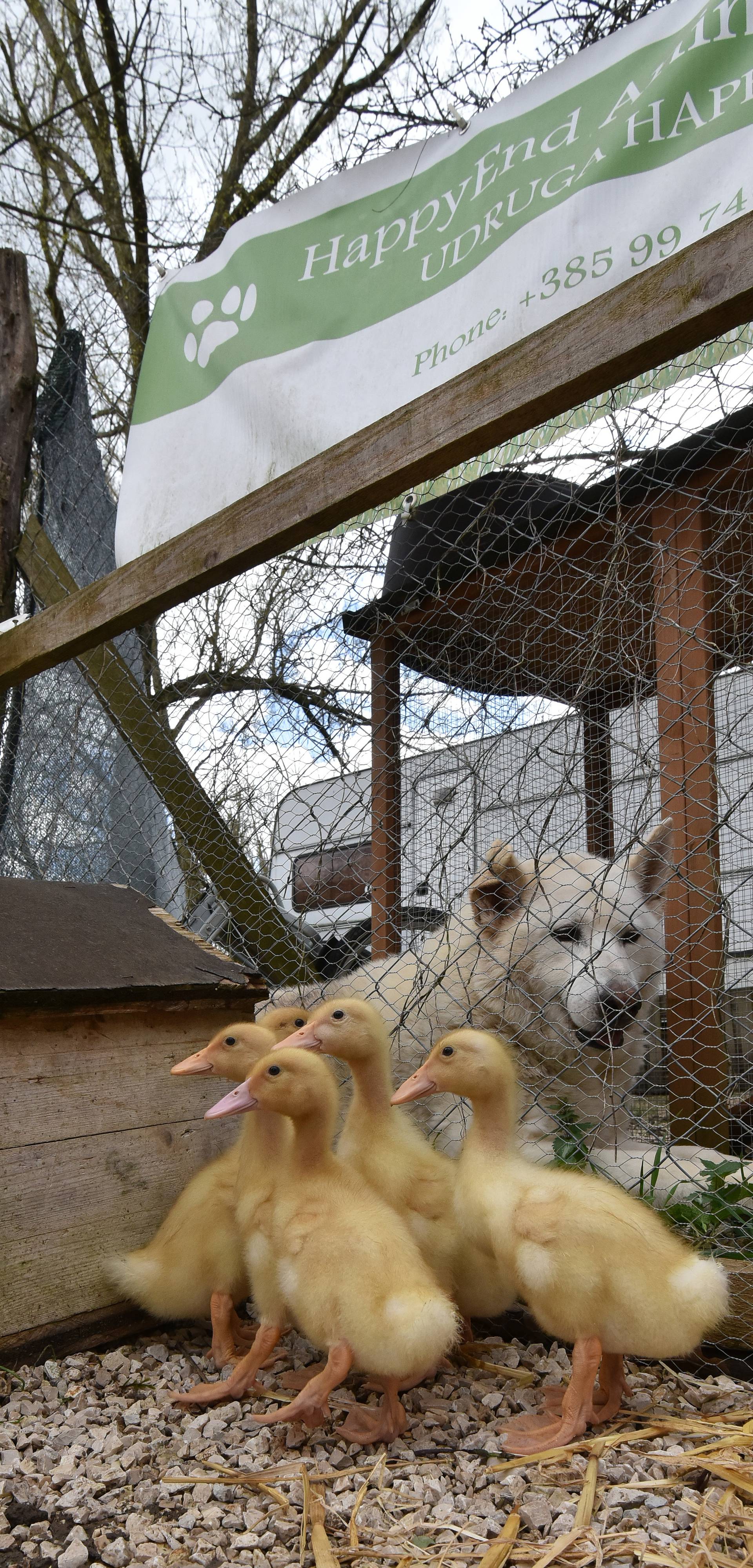 Kupila patke i spasila ih od lonca, a čuvaju ih psi iz azila