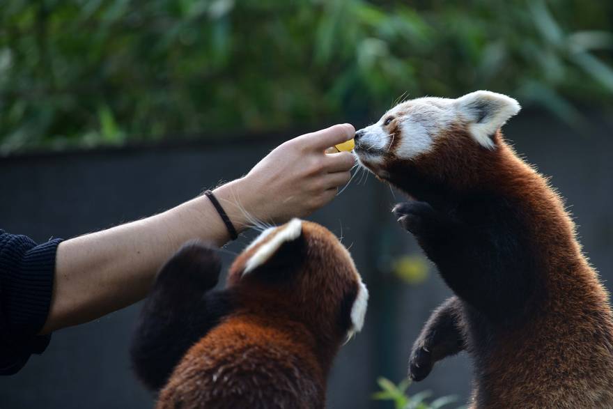 Međunarodni dan crvenih pandi u Zoološkom vrtu