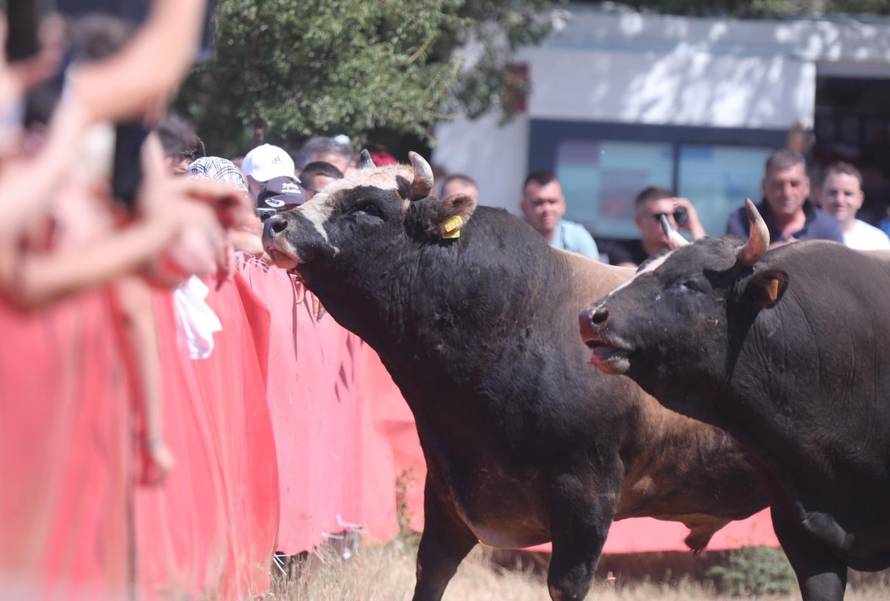 Ričard: 'Puno mi je draže ovo gledati, nego ono u Španjolskoj. Tamo ubiju jadnog bika'