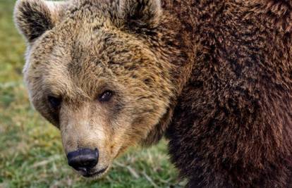 Čistio mu nastambu: Medvjed napao i ubio čuvara u parku