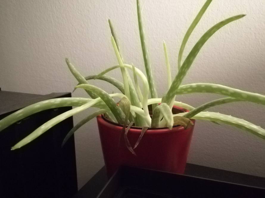 Pravi velikan: Huawei Mate 9 ispunit će skoro sve što tražite