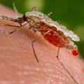 WHO: Cjepivo protiv malarije trebalo bi davati afričkoj djeci