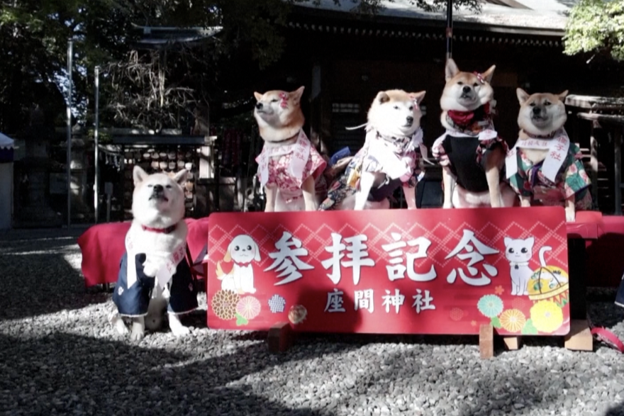 Vlasnici pasa u Japanu mole se za svoje ljubimce u posebnom ritualu: 'Oni su nam kao djeca'