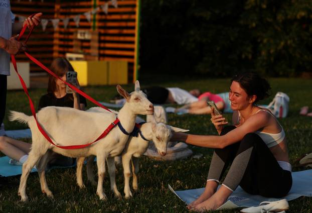 People practice yoga with baby goats in Moscow