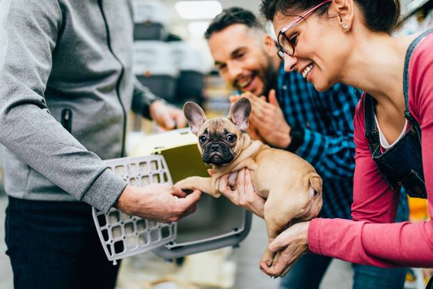 Happy,Couple,Buying,Transport,Box,For,Their,French,Bulldog,Puppy