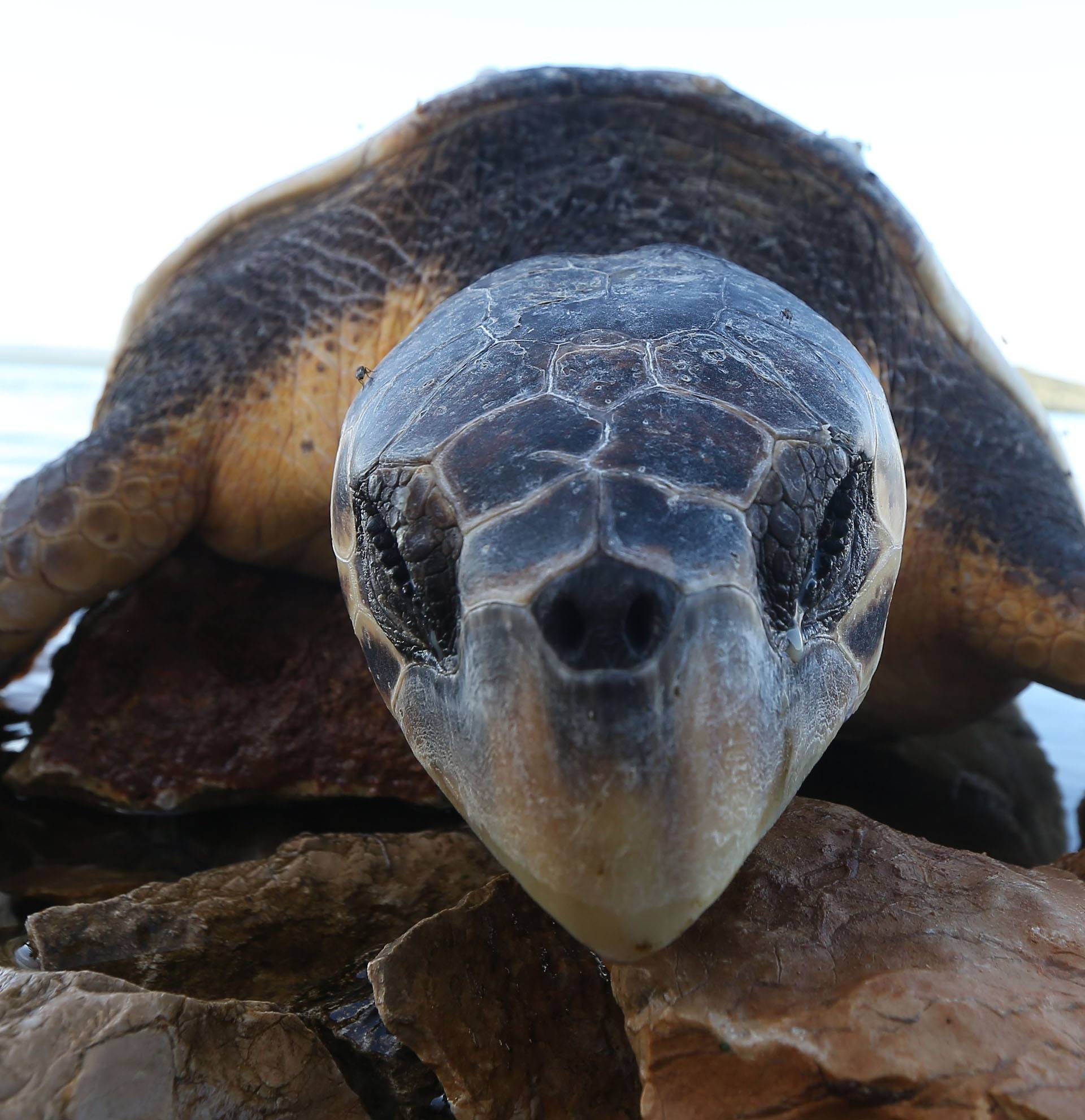 Ubija ih hladnoća: U osam dana more izbacilo čak sedam želvi
