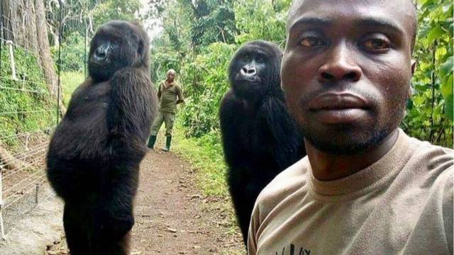 'Influenceri' iz džungle: Gorile pokazale kako pozirati za selfie