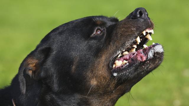 Dog - Rottweiler snarling / growling