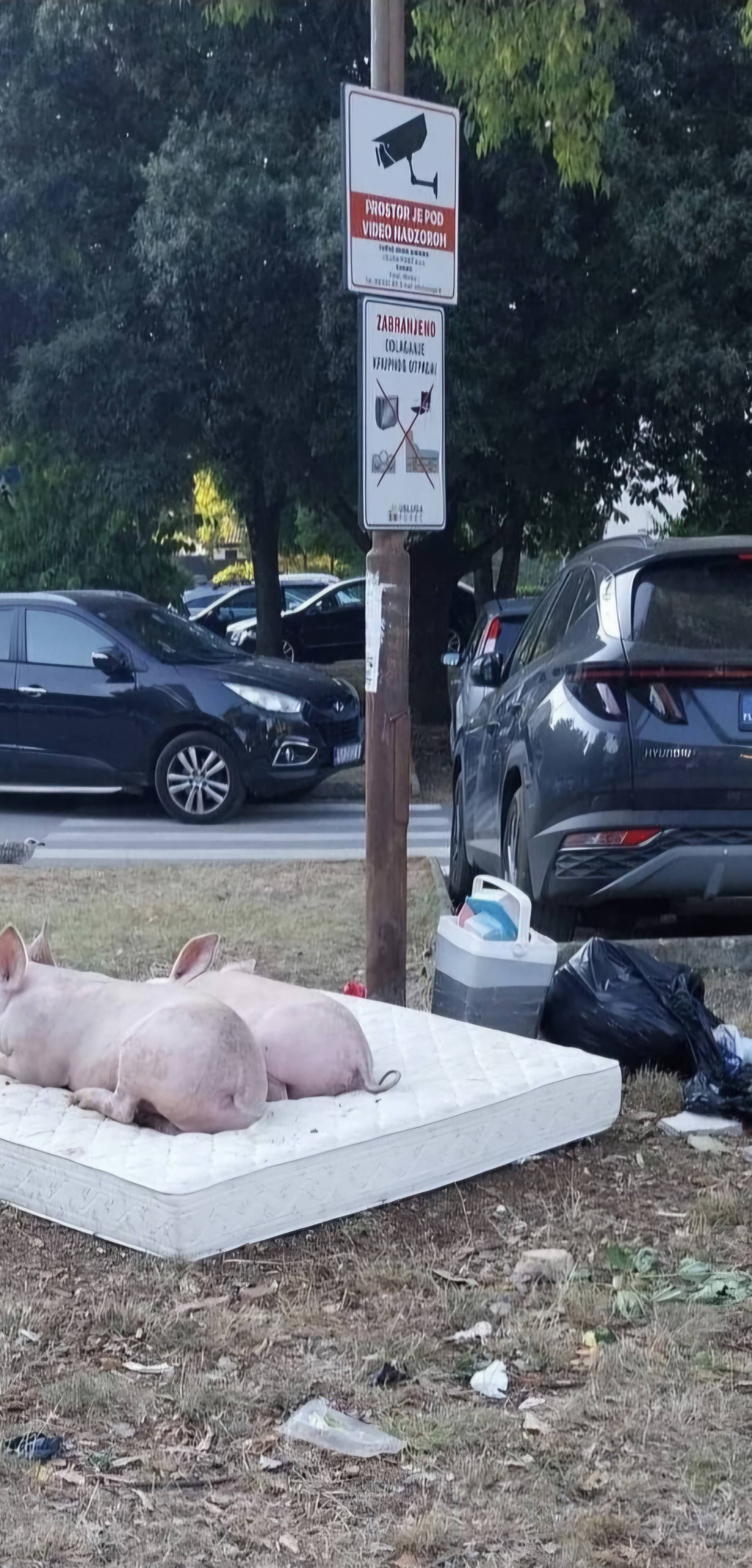 Prasići na madracu: 'Danima lutaju  turističkim naseljem kod Poreča. Redari ne reagiraju...'