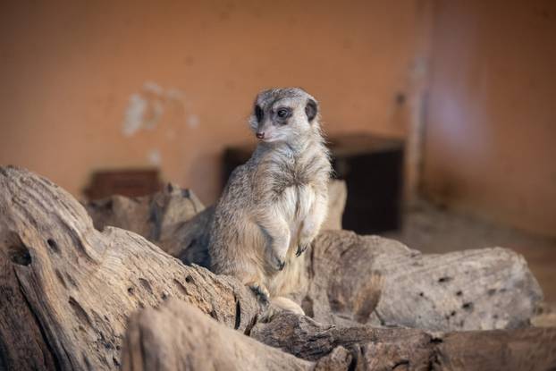 Zagreb: Podjela darova životinjama u Zoološkom vrtu