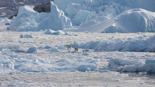 Isolated Greenland polar bear population adapts to climate change