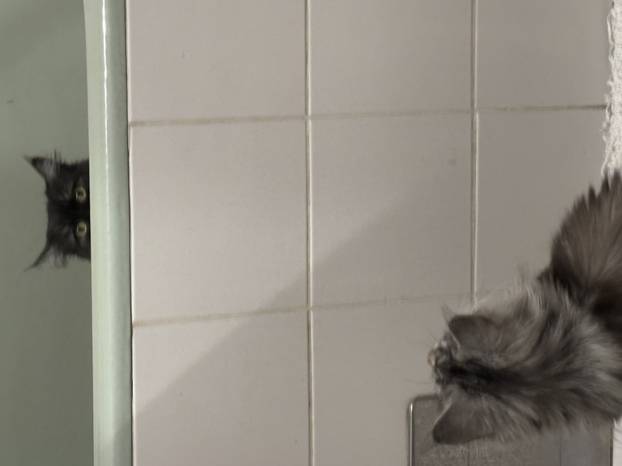 SUPER FOTKE vaših ljubimaca! Neki bi mogli biti viralni hit, ali svi su jednostavno neodoljivi