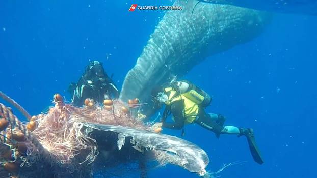 Italian Coast Guard divers free whale caught in fishing net off Lipari coast