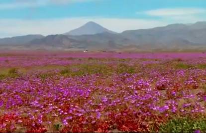 Čudo u pustinji: Nakon čak 20 godina procvalo rijetko cvijeće