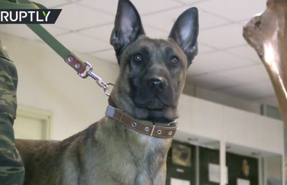 Stigli iz Južne Koreje: Ruska vojska dobila tri klonirana psa