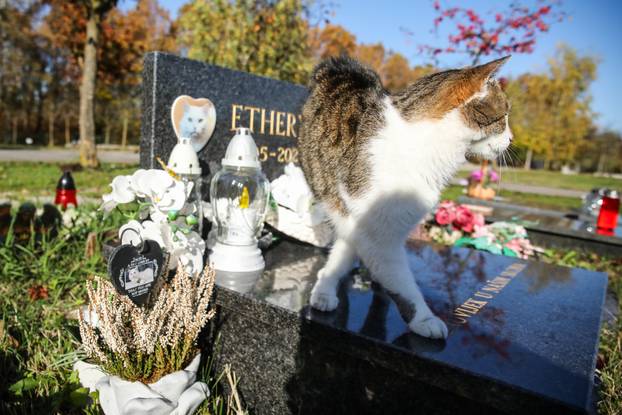 Zagreb: Groblje kućnih ljubimaca u Dumovcu obišao je jedino jedan mačak