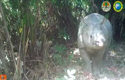 Super vijest: Snimili rijetke bebe javanskih nosoroga
