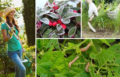 Odlični vrtlarski trikovi: Kako zaštititi biljke od mraza, otjerati puževe, zaustaviti rast korova...
