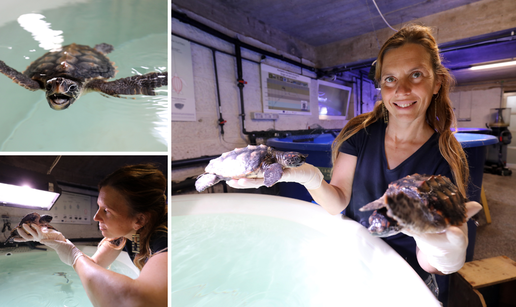 VIDEO Zna imena svim želvama koje je spasila u Puli: 'Jedna od 40 kila ugrizla me za stražnjicu'