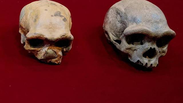 Skull reveals new ancient human species that could be our closest relative