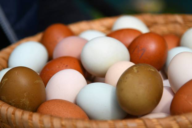 Neobične kokoši u Zvijercima kod Bjelovara nesu jaja u raznim bojama