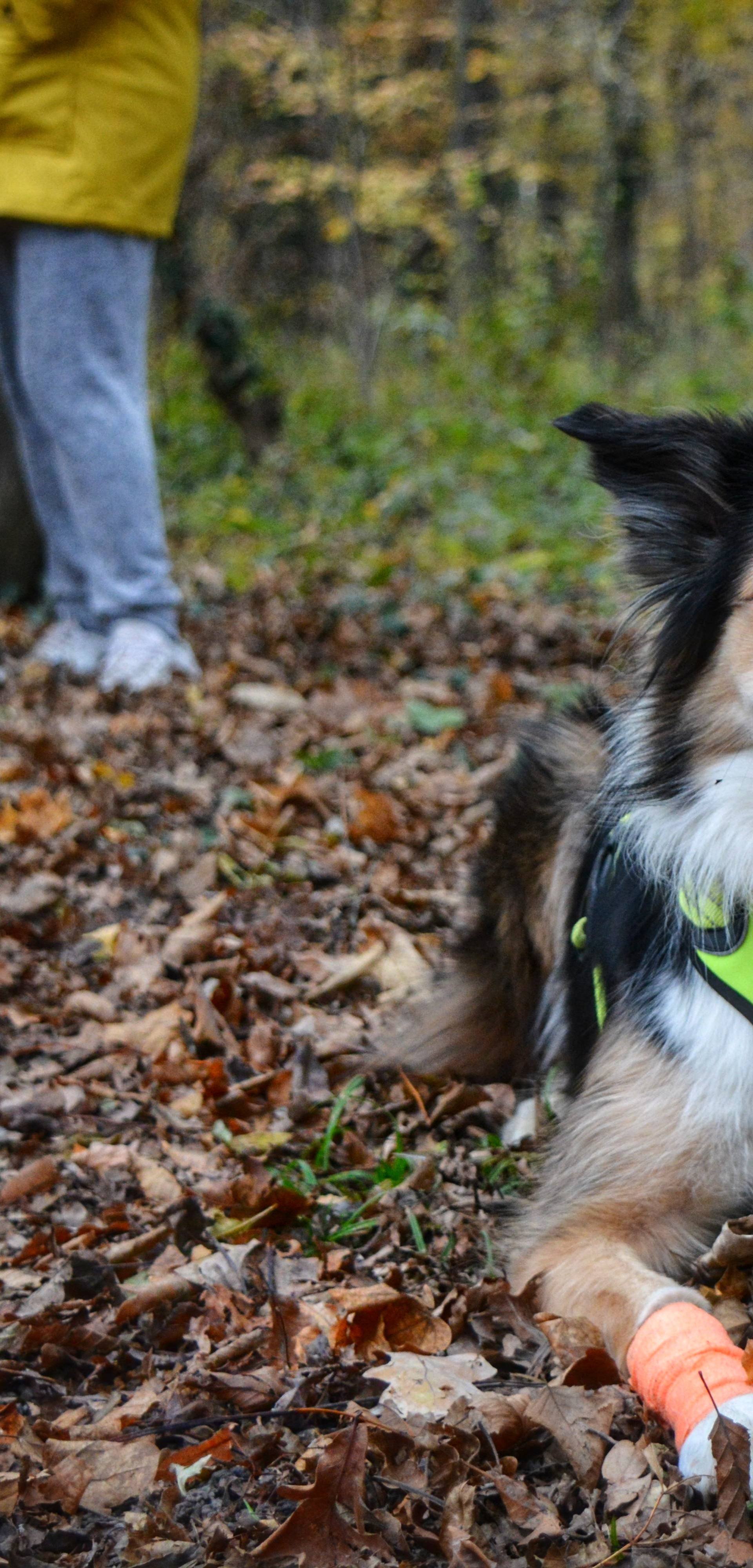 Sve više vlasnika trči sa psima: Spojite i vi ugodno s korisnim