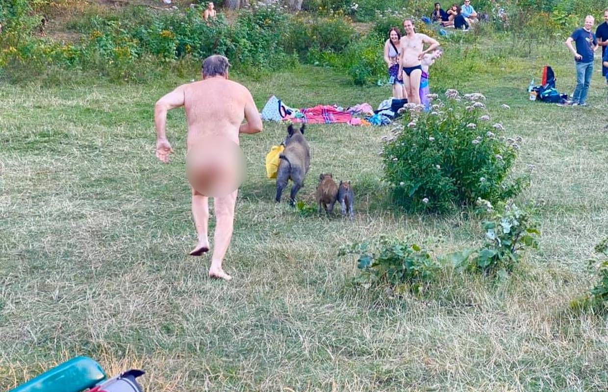 Drama na nudističkoj plaži: Divlja svinja mu ukrala laptop, pa ju je gol lovio okolo...