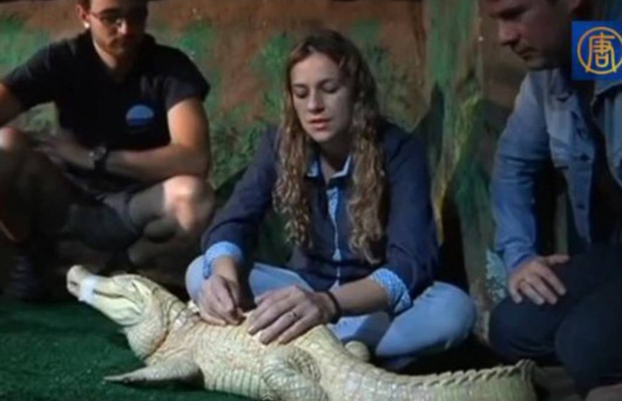 Aligatora liječe akupunkturom, maleni Bino ima skoliozu