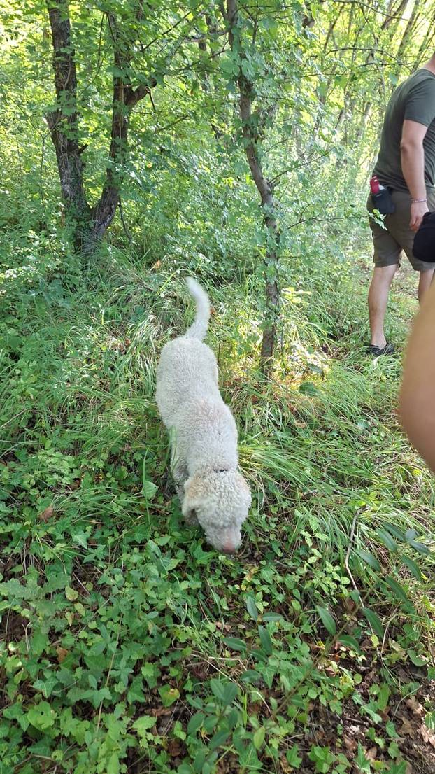 FOTO Pogledajte kako izgleda lov na tartufe u istarskoj šumi