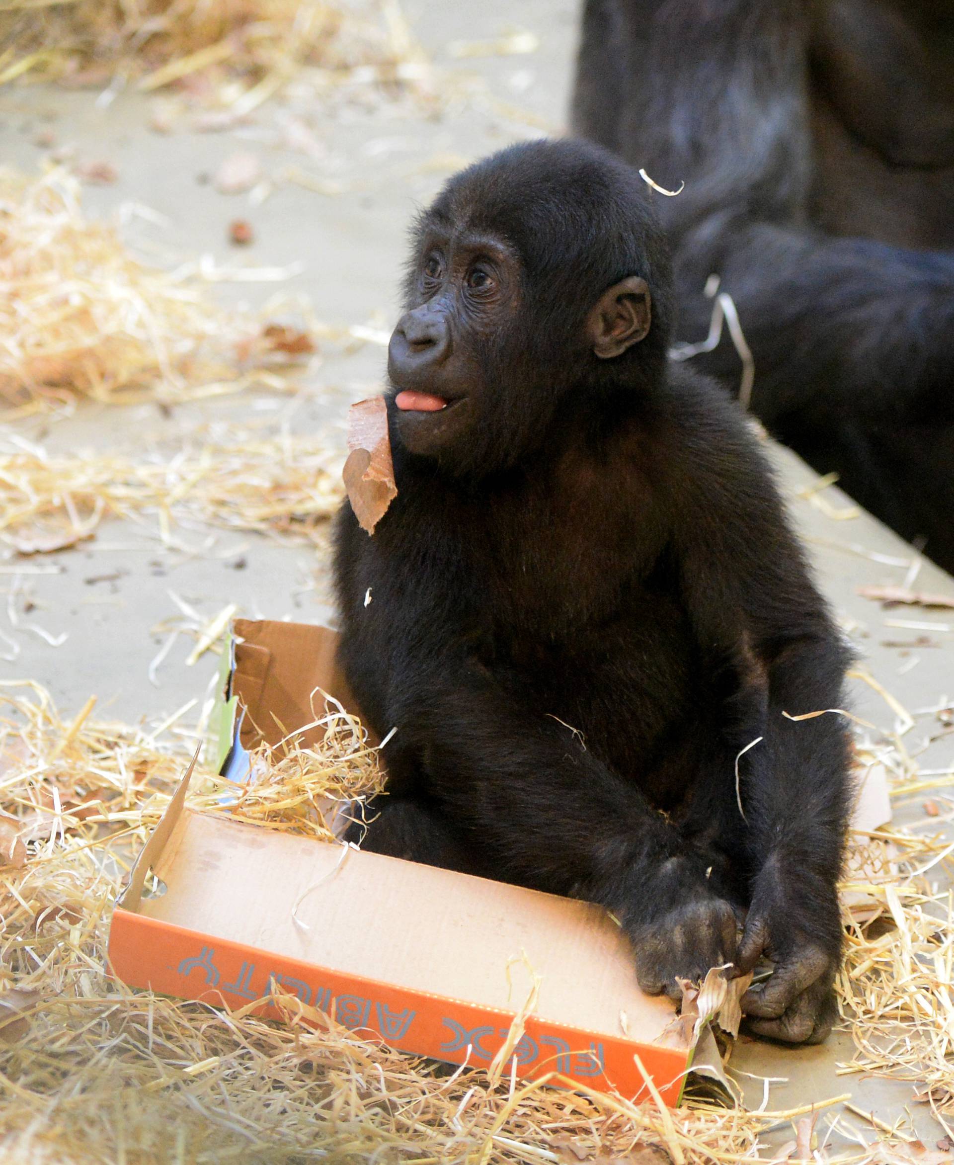 Christmas gifts for gorillas at the Wilhelma zoo