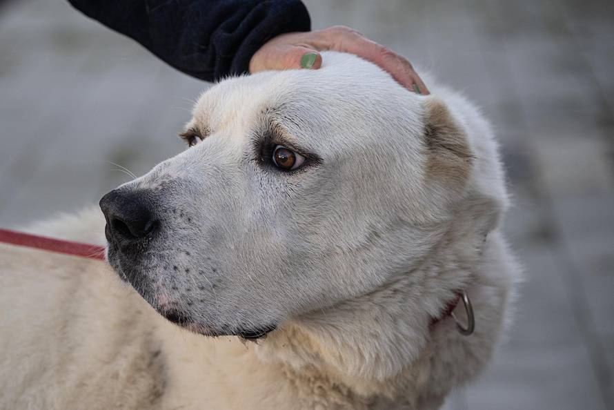 Zagreb: Priča o psima koji doniraju krv 