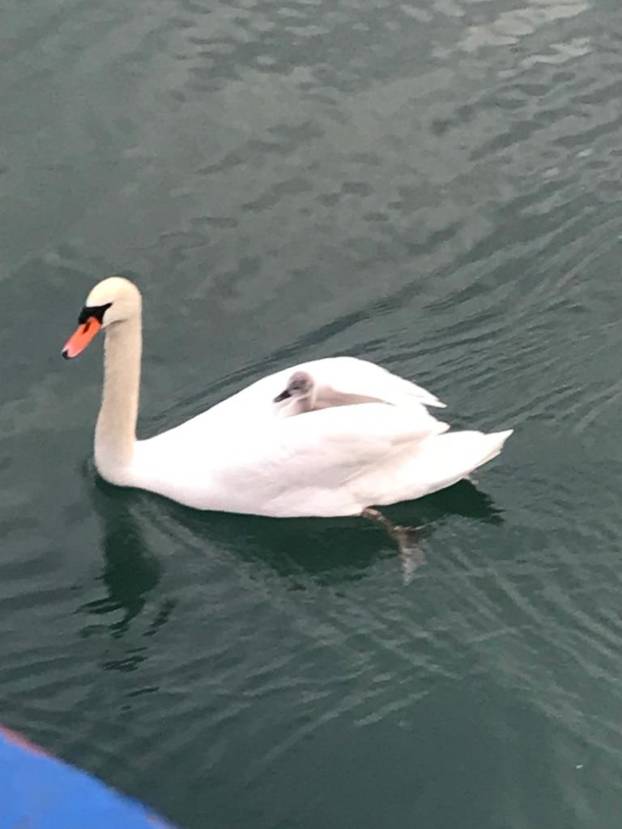 FOTO Labud express: Na Jarunu se uvalio majci na leđa i uživa