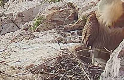 FOTO Nova prinova u gnijezdu bjeloglavih supova na Plavniku: Pojavio se prvog dana proljeća
