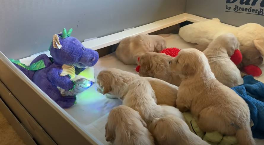 Presladak prizor: Mali retriveri pozorno slušaju priču zmajčeka