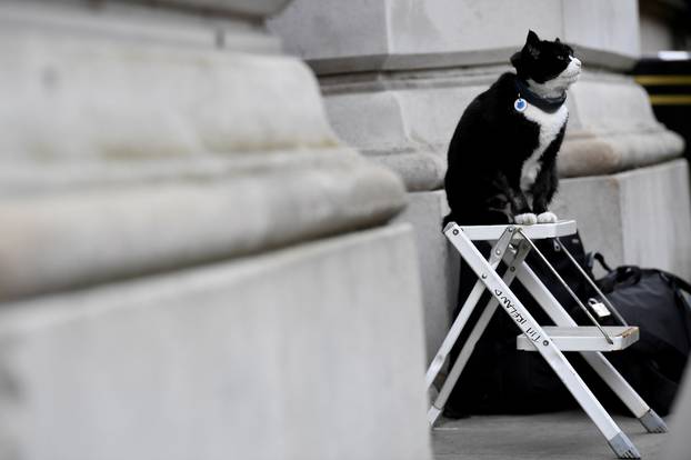 FILE PHOTO: Palmerston, the Foreign Office cat, sits on a photographer