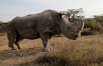 Uginuo je Sudan: Cijela vrsta ostala je samo na dvije ženke