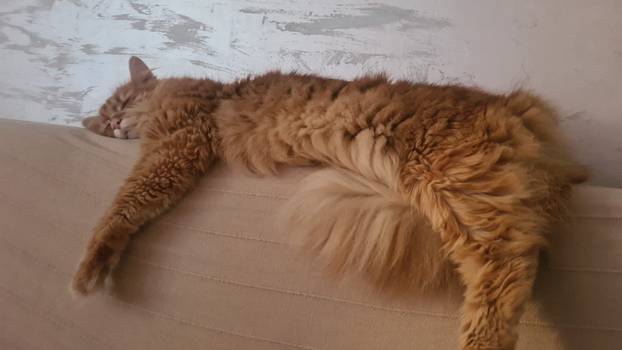 SUPER FOTKE vaših ljubimaca! Neki bi mogli biti viralni hit, ali svi su jednostavno neodoljivi