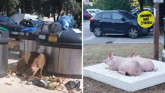 Turisti kraj Poreča su u šoku: 'Dođemo na odmor, a vidimo svinje koje kopaju po smeću!'