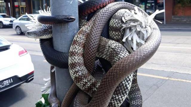 Samo u Australiji: Omotane zmije kao božićna dekoracija