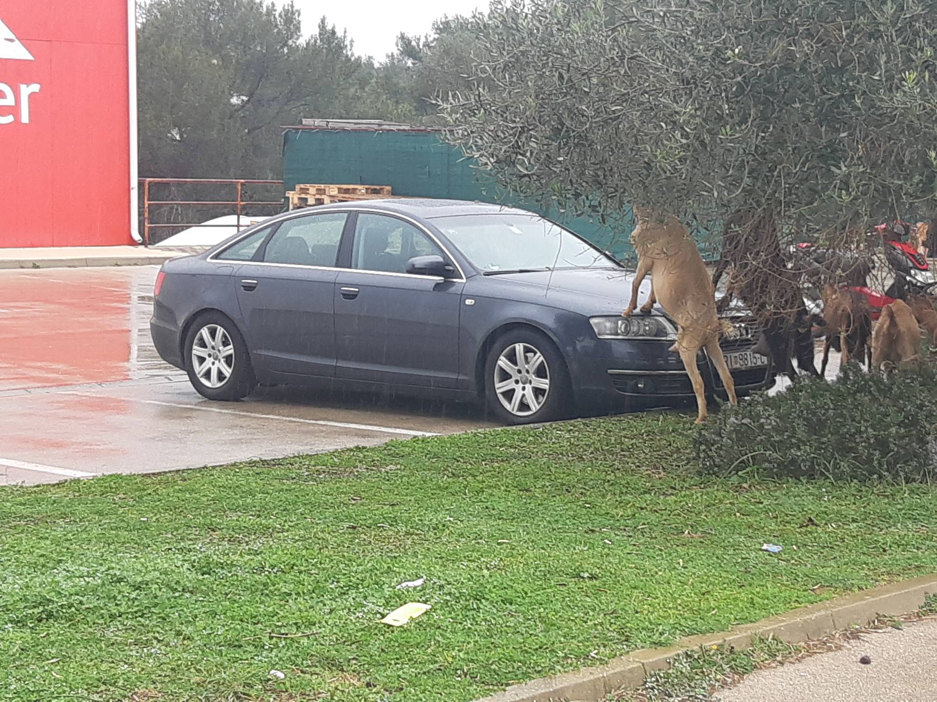 Koza skočila na haubu Audija: 'Stari, koji motor imaš unutra'