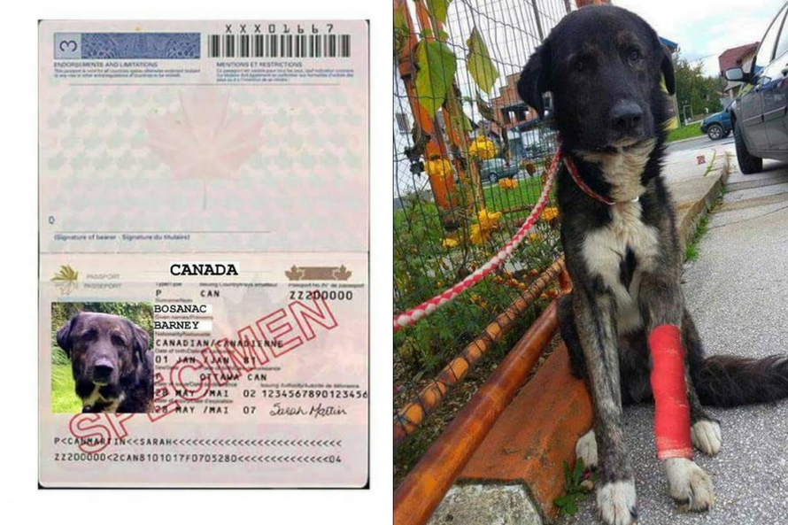 Konačno sreća: Lutalica Barni je topli dom pronašao u Kanadi