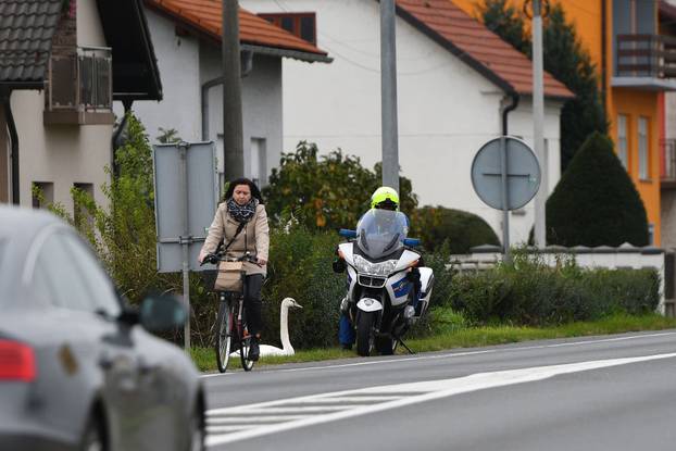 Labud usporio promet na cesti između Čakovca i Šenkovca